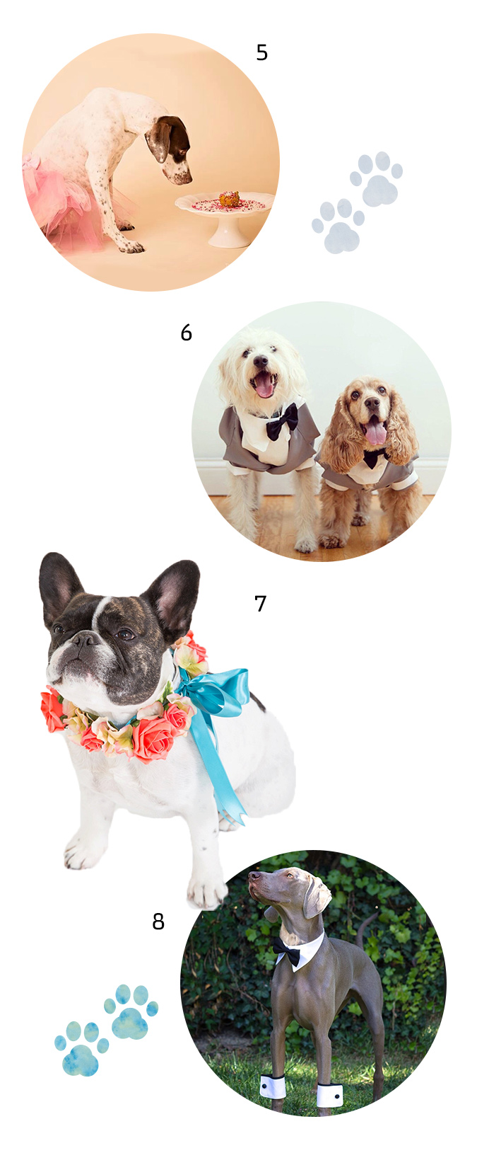 gallery pet2