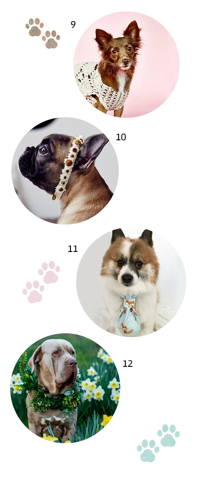gallery pet3