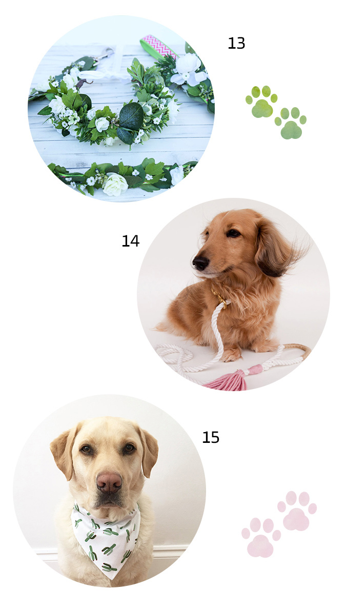 gallery pet4
