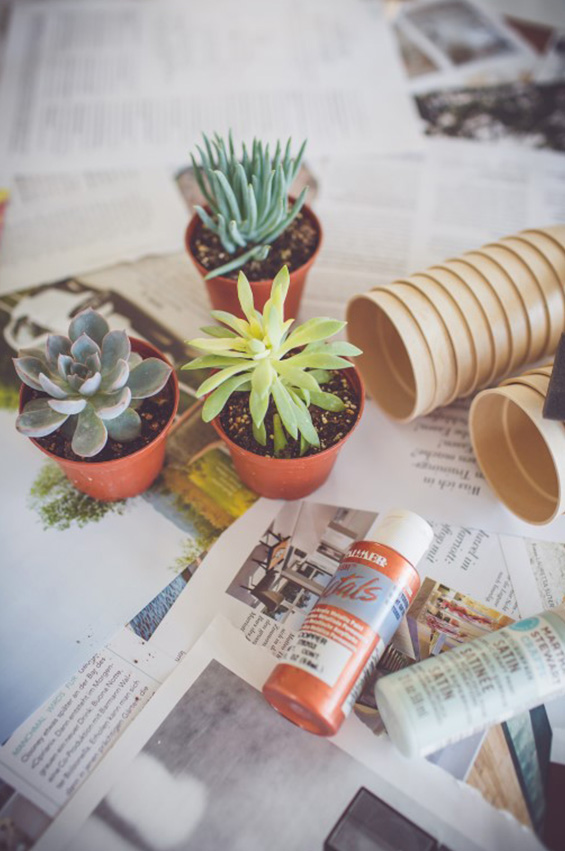 cactus gallery 1