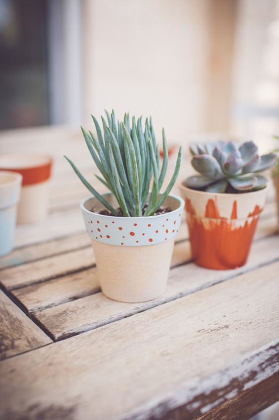 cactus gallery 16