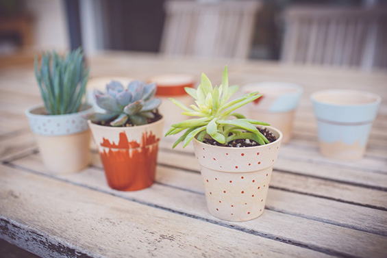 cactus gallery 17