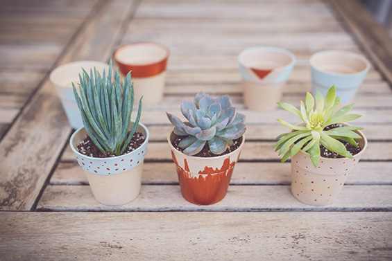 cactus gallery 19
