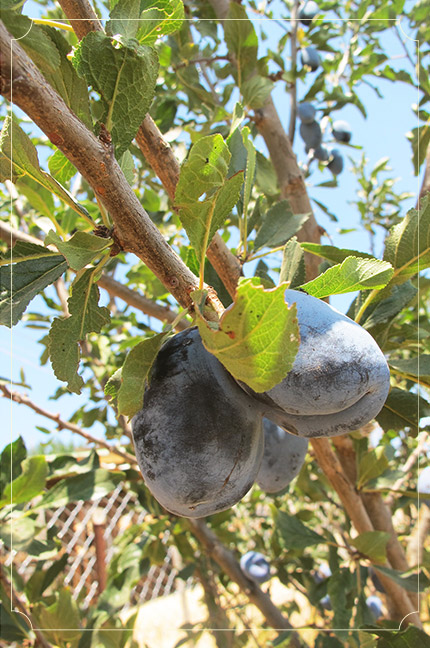 צילום: כלות אורבניות