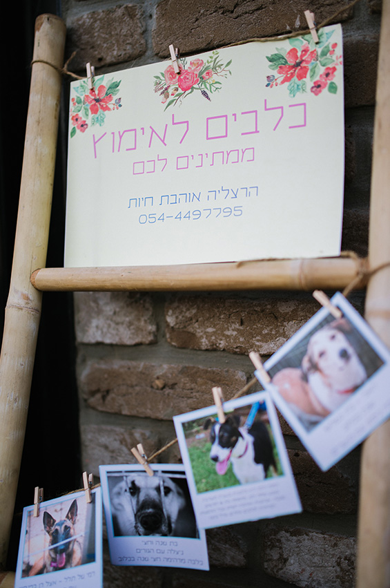 עמדת כלבים לאימוץ