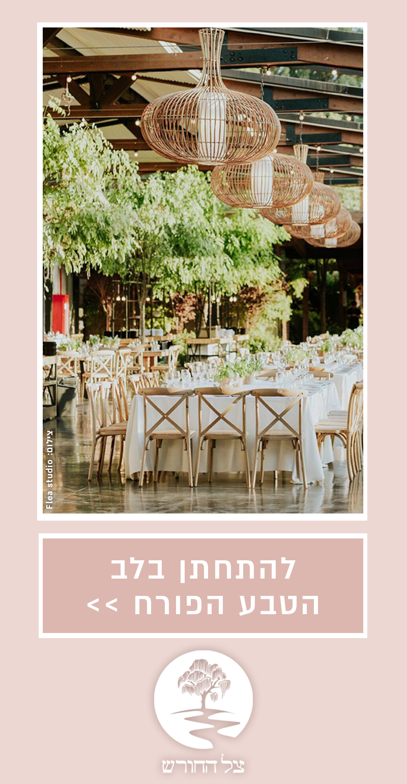 באנר תוכן צל החורש דסקטופ