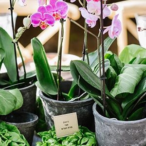 A Perfect Winter Fest: חגיגת החורף בנחלה